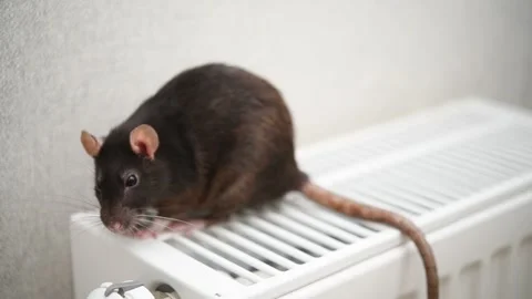 A rat is running on a heating radiator in an apartment Video stock 300033984