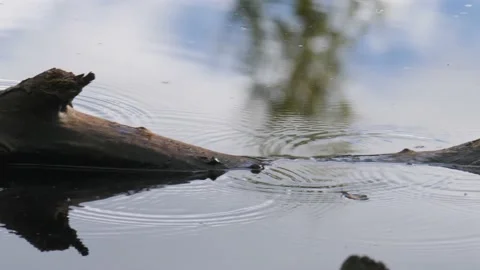 Rat Running on A Log Floating in Water, Close Up Stock Footage 221358183