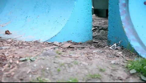 Rat runs through the gap between the plates Stock Footage 6205482