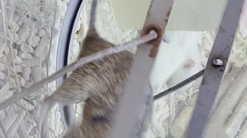 A rat runs in a wheel in a circle. Pets. Vertical video Stock Footage 250127005