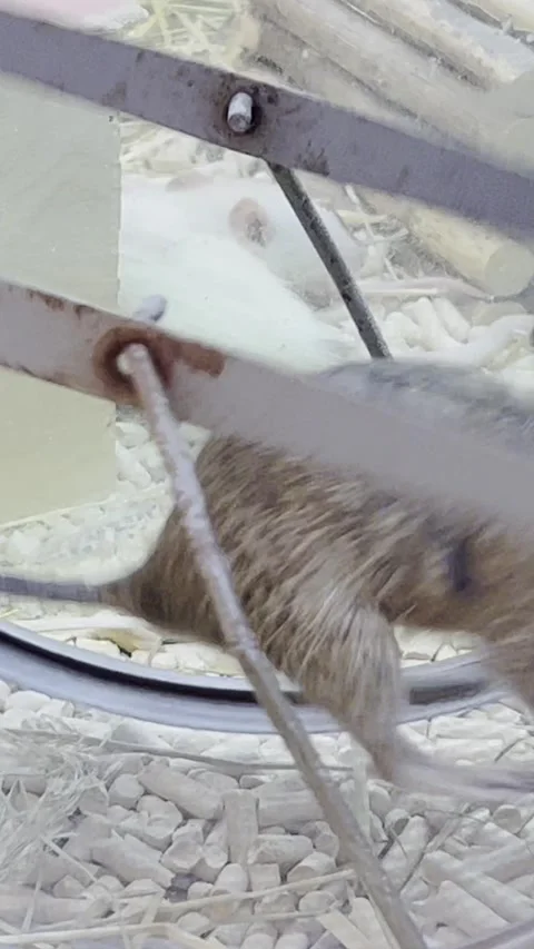 A rat runs in a wheel in a circle. Pets. Vertical video Stock Footage 250386945