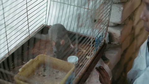 Rat In Rusty Cage Observed By Curious Child In Makeshift Shelter 動画素材 347086059