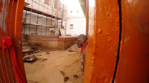 Rat seats on lock of old doors many mouses on floor behind Karni Mata Temple Stock Footage 90758521