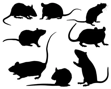 RAT SILHOUETTE VECTOR ART Stock Illustration