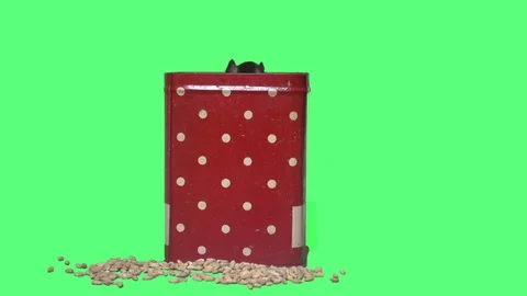 Rat sits in box on green screen Stock Footage 81905181
