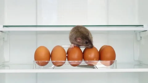 The rat sits on the eggs. Open white refrigerator in the kitchen Stock-Footage 263550905
