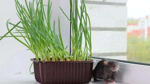 A rat sits next to a pot of seedlings. Rodent on a white sill near the window Stock Footage 273102646