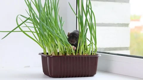A rat sits in a pot with seedlings. Black Mouse eats green onions Stock Footage 273103045