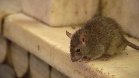 A rat sits on the steps of the Karni Mata Temple, India Video stock 285051790