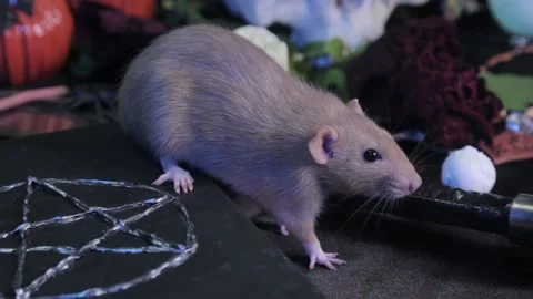 Rat sits on a table next to a black book with a pentagram, a skull and pumpkins Stock Footage 156868776