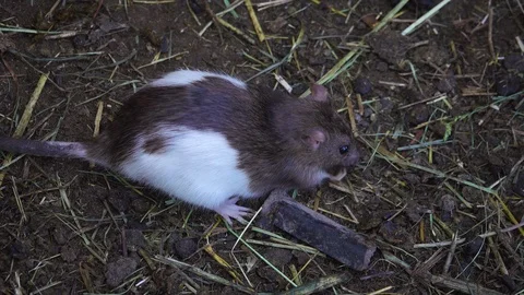 The rat is sitting on the muddy ground 스톡 동영상 107975679