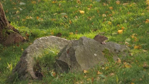 Rat Sitting on a Stone Looking Around at Fall, Wide shot Stock Footage 229946537