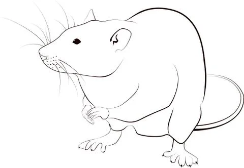 Rat sketch Stock Illustration