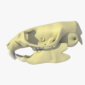 Rat Skull ~ 3D Model ~ Download #91387462 | Pond5