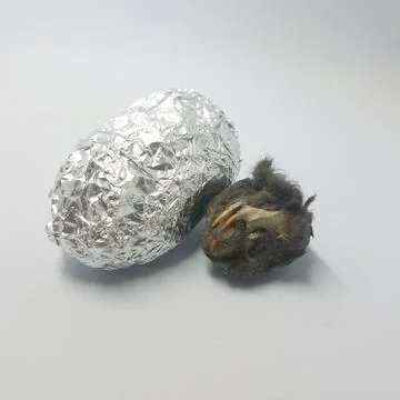 Rat skull and object wrapped in foil on white background Stock Photos