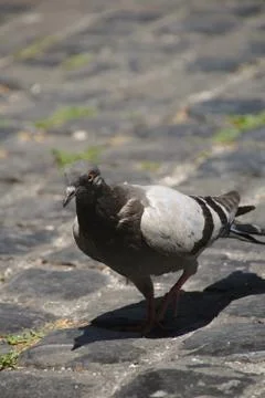 Rat of the sky Stock Photos