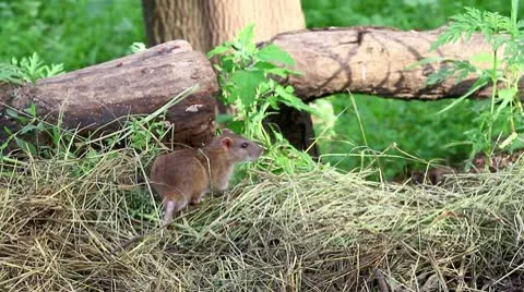 Rat smells about Stock Footage 10535838