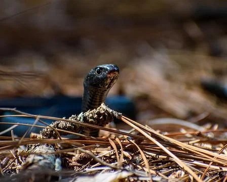 Rat Snake 2 스톡 사진
