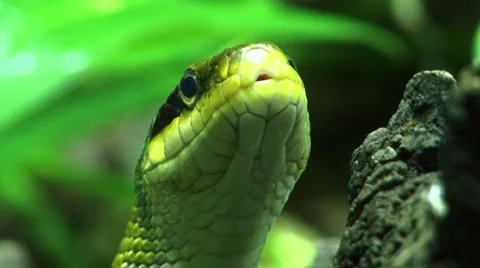 Rat snake close-up Stock Footage 1075724