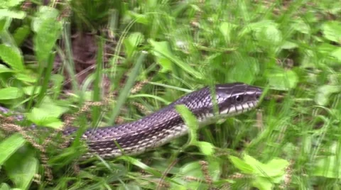 Rat snake closeup moving across the ground full body Video stock 50543708