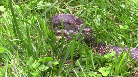 Rat snake closeup zoom in on head facing camera Stock Footage 50543729