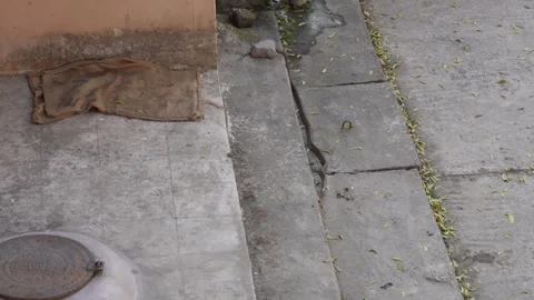 A rat snake on the concrete surface Stock Footage 304063813
