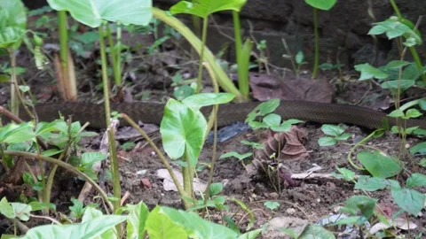 A rat snake is crawling on the ground Stock Footage 314579744