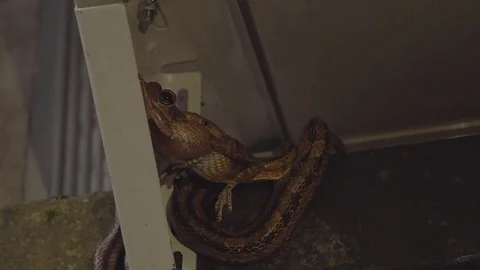Rat Snake Eating Leopard Frog on Home Exterior, 4K Stock Footage 70357242