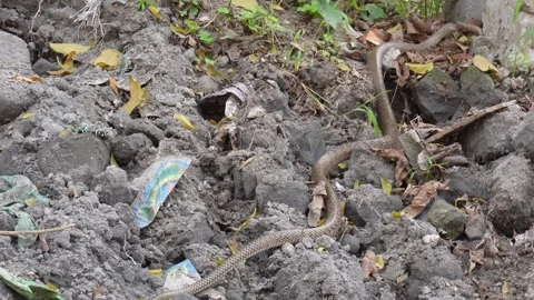 A rat snake is entering inside bricks pillar Stock Footage 304059858