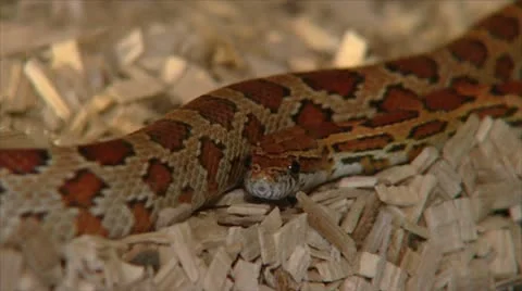 Rat snake Stock Footage 12095659