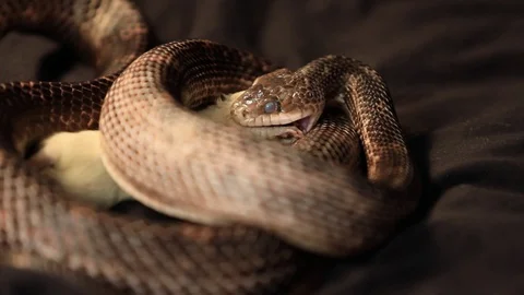 Rat snake grabs white rat and Biting it Stock Footage 125288219