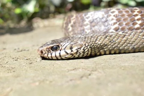 Rat Snake with gray background Stock Photos