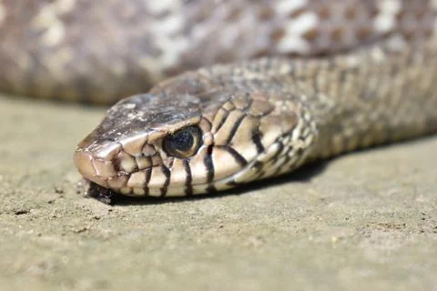 Rat Snake with gray background Stock Photos