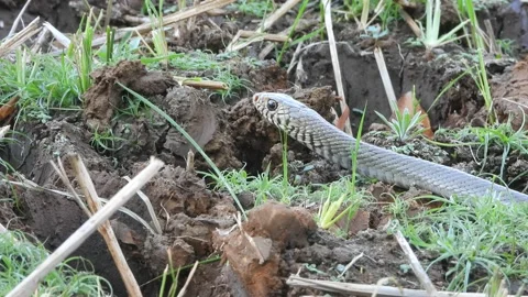 Rat Snake in ground - finding pry. Stock Footage 233945793