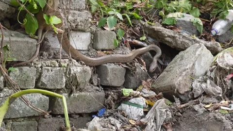 A rat snake moving on a pile of rocks Stock Footage 304060049