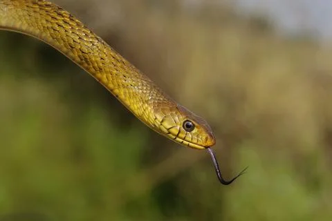 Rat Snake Stock Photos