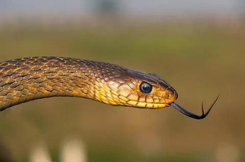 Rat Snake Stock Photos