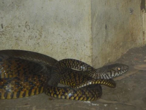 Rat Snake Stock Photos