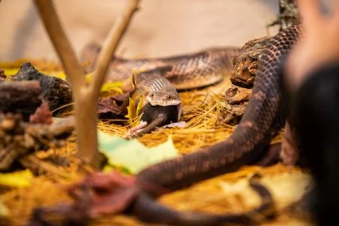 Rat snake trying to devour big grey rat 写真素材