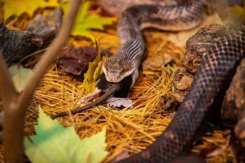 Rat snake trying to devour big grey rat 写真素材