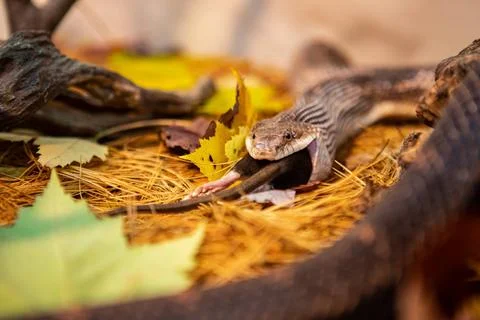 Rat snake trying to devour big grey rat close up and selective focus on ra... 写真素材