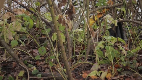 Rat Sneaking Around in Thick Bush Plant at Autumn. Stock Footage 233962647