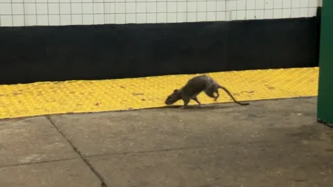 Rat sniffing garbage on subway station platform New York City NYC Stock Footage 248330206