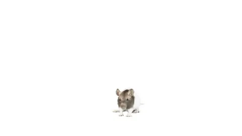 Rat sniffing on a  on a white background Stock Footage 77019177