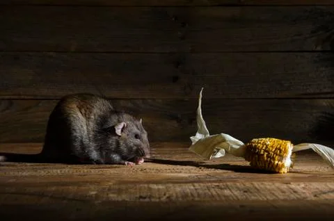 Rat stealing corn. Stock Photos