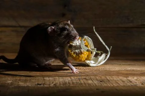 Rat stealing corn. Stock Photos
