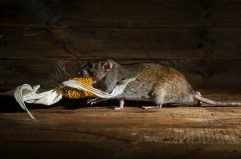 Rat stealing corn. Stock Photos