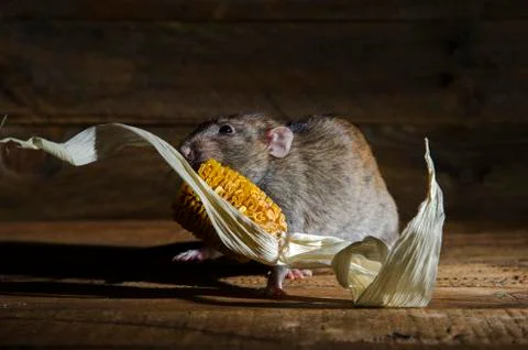Rat stealing corn. Stock Photos