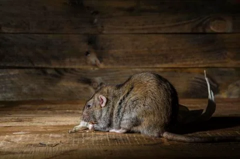 Rat stealing corn. Stock Photos