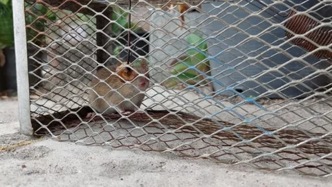 Rat stuck in cage Stock Footage 268133080